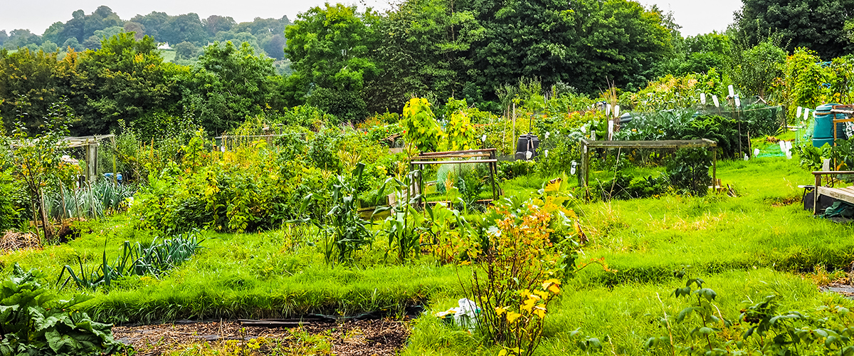 Photo of an allotment